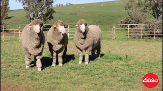 Nyowee Poll Merino Stud, Elders 2020 Rams