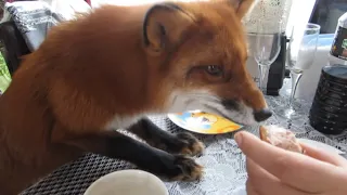 Vasilisa the Fox Eating Breakfast