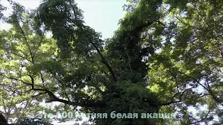 Птичкотерапия. Релакс видео