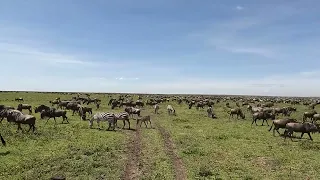 Wildebeest Migration in Ndutu - 2024