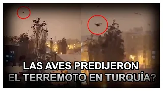 EL EXTRAÑO COMPORTAMIENTO DE LAS AVES ANTES DEL EVENTO SÍSMICO EN TURQUÍA