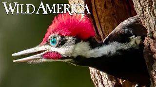 Wild America | S2 E6 A Nest Is Best | Full Episode HD