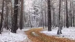 Суерский бор. Курганская область