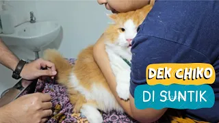 Dek Chiko Flu, Di Suntik. funny video, cat cats animal animals trending kucing viral, pet pets, dogs