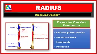 Radius | Radius Bone Anatomy | Parts, side determination, muscle attachments | [Simplified]