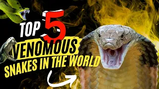 Top 5 Most Venomous Snakes In The World