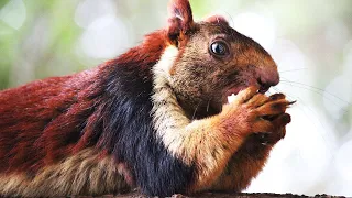 Indian giant squirrel with dazzling, multicolored fur is the flashiest animal in the forest