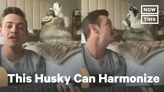 Health Care Worker and Husky Sing Duet Together | NowThis
