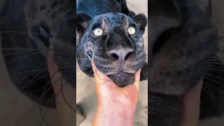 Big Cat Chin Scratches & Boops! AMAZING #shorts