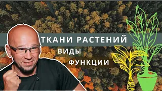 Ткани растений. Биология 6 класс. Функции. Виды тканей: проводящая, покровная, образовательная. ЕГЭ