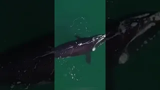 So amazing moment,the whale is play with humans.