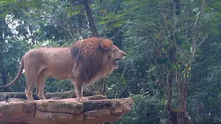 Auman si Raja Hutan Singa Jantan di Kebun Binatang Bandung (Lion Roar in Bandung Zoo)