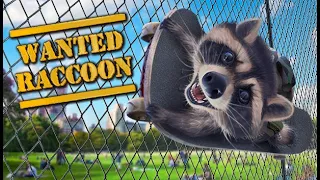 Енот играет в Енота! - Wanted Raccoon #1