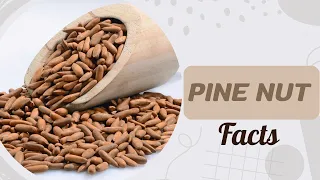 Pine Nut Facts