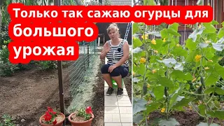 Огурцы в открытом грунте: когда и как это делать семенами