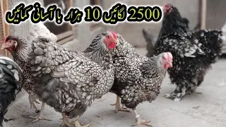 fancy Hens & Chicks Breeding Setup in karachi ||Fancy Hens Farming||B4BIRDS