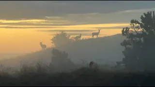 Min første kronhjort - en helt magisk jagttur i det Vestjyske