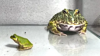 Small frog and big frog / Pacman frog【WARNING LIVE FEEDING】