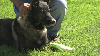A Ferguson officer's dog saves neighbor's life from dog attack