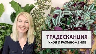 Традесканция – уход и размножение