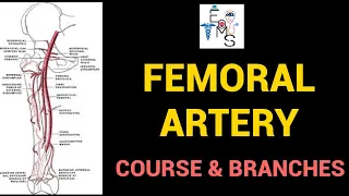 Femoral Artery | Course & Branches