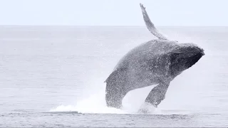 Science Today: Whale Feeding Frenzy | California Academy of Sciences