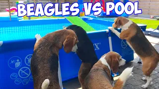 FUNNY BEAGLE POOL PARTY COMPILATION