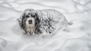 5 Days Buried in Snow, Desperate Dog Wakes up After Help