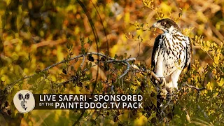 LIVE Safari Sponsored by the Painteddog.tv Pack | 22 April 2024