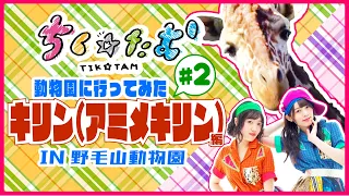 【ちく☆たむのどうぶつ日記】キリン（アミメキリン）編in野毛山動物園