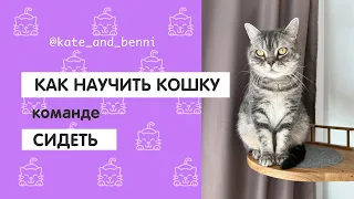 Как научить кошку команде СИДЕТЬ