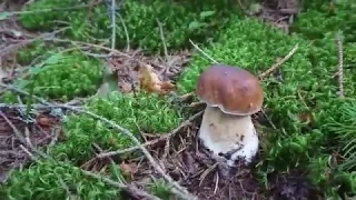 Сезон грибів 2017. Білі гриби, Карпати. Збір грибів в Карпатах