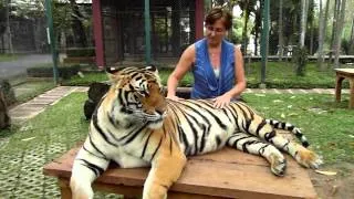 Petting Thai tigers 1