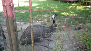 Emu drumming noise