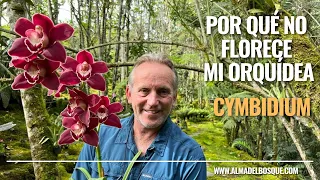 Por qué no florece mi orquídea Cymbidium