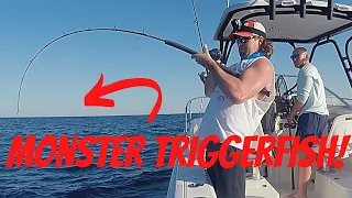 HUGE Triggerfish Catch & Cook