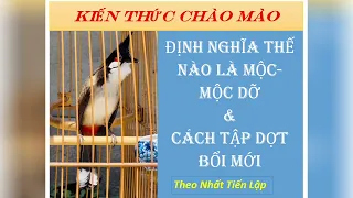 Cách phân biệt chim Bổi Mộc rin và Mộc Lỡ kèm cách dợt Biên Bổi Lỡ