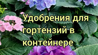 Удобрения для гортензий в контейнере.