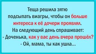 Теща зятю подсыпала виагры, чтобы интерес к её дочери появился... Сборник Свежих Анекдотов! Юмор!