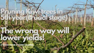 Pruning Kiwi Trees in 5th year (crucial stage) the wrong way will lower yields!