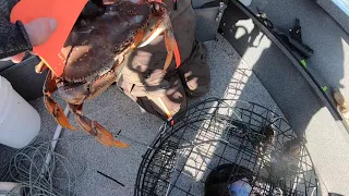 Puget Sound Crab October 2019