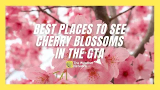 The Best Spots to See Cherry Blossoms in Bloom in Southern Ontario