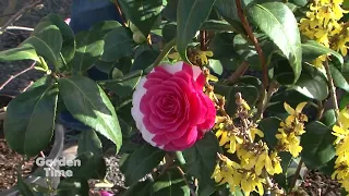 Blooming Junction - New Gardeners
