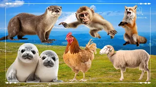 Cute Little Farm Animal Sounds: Otter, Monkey, Fox, Seal, Chicken & Sheep - Animal Sounds
