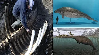 Ancient 20ft Sea Cow Remains Reappears On Remote Russian Island