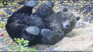 На голове моей опилки не беда🐻😄