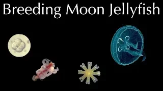 Breeding Pet Jellyfish