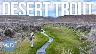 Fly-in Fishing a Remote Stream in the Desert (w/ Trent Palmer)