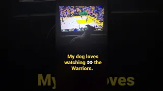 Dog watching the Golden State Warriors win the 🏆