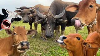 Con bò - Con trâu - Nhạc con bò - Con bò ăn cỏ - Nhạc bò chế - Ca nhạc con bò ​- Nhạc chế con bò